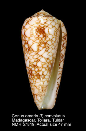 Conus omaria (f) convolutus.jpg - Conus omaria (f) convolutusG.B.Sowerby,1858